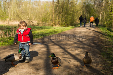 Berlin  Deutschland  ein kleiner Junge beobachtet Enten