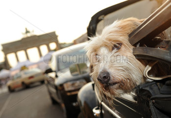 Berlin  Deutschland  Hund in einem VW-Kaefer Cabrio vor dem Brandenburger Tor