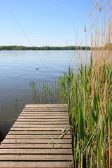 Teupitz  Steg und Schilf am Ufer am Teupitzsee