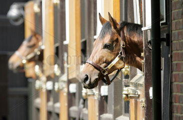 Newmarket  Grossbritannien  Pferde schauen aus ihrer Box