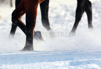 Graditz  Deutschland  Pferdebeine im Schnee