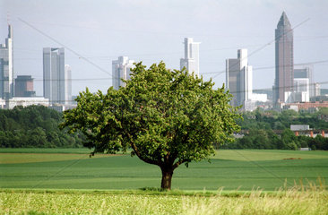 Baum auf dem Feld  dahinter Skyline von Frankfurt/Main