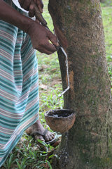 Ratnapura  Sri Lanka  Kautschuk laeuft aus der Rinde des Kautschukbaumes