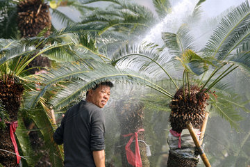 Hong Kong  China  Mann bewaessert Palmen