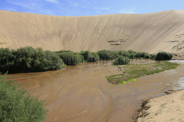 Duene Bor Khar Els in der Mongolei