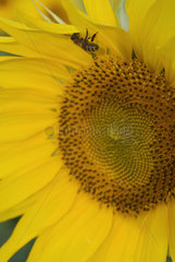 Luckau  Deutschland  Biene bestaeubt eine bluehende Sonnenblume