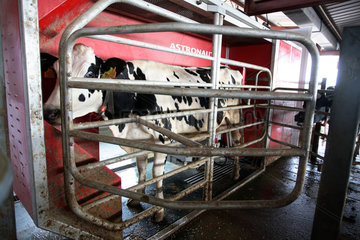 Santanyi  eine Kuh steht in einer automatischen Melkanlage