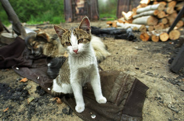 Katze auf einer alten Jacke im Bieszczady Gebirge  Polen