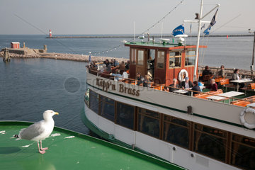 Warnemuende  Deutschland  eine Moewe und Fahrgastschifft Kaeppn Brass am Hafen