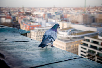 Berlin  Deutschland  eine Taube auf dem Dach blickt auf Berlin