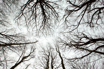 Baumkronen in einem Wald