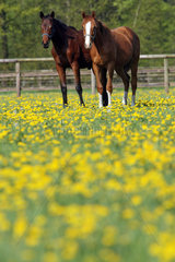 Soltau  Deutschland  Pferde stehen auf einer Weide mit Butterblumen