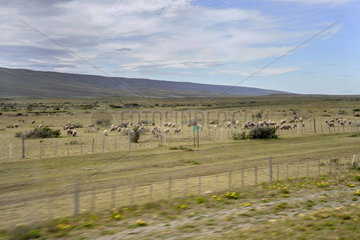 Patagonische Steppe