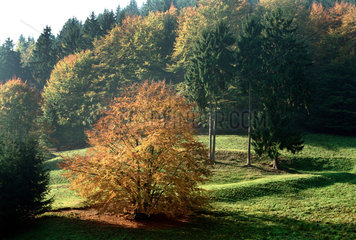 Schoenbrunn  Herbst im Thueringer Wald