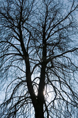 Hamburg  Silhouette eines Baumes