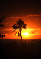 Costa Adeje  Spanien  Silhouette einer Palme vor der untergehenden Sonne