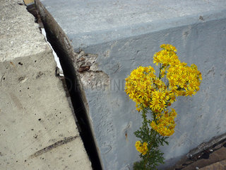 Hamburg  Deutschland  gelbe Blume blueht zwischen Beton