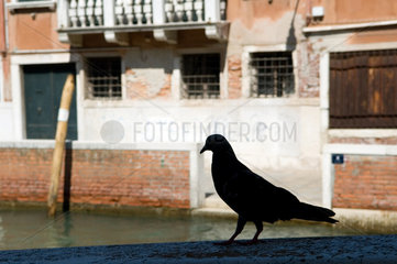 Venedig  Italien  eine Taube