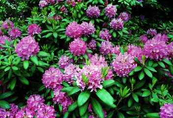 Rhododendronblumen