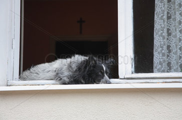 Zoppot  Polen  schlaefriger Hund auf einer Fensterbank