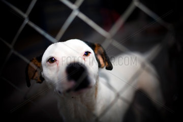 Sevilla  Spanien  eingesperrter Hund in einem Zwinger