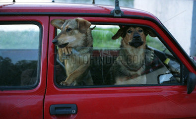 Poznan  zwei Hunde in einem geparkten Auto