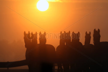 Graditz  Deutschland  Silhouetten von Pferden bei Sonnenaufgang