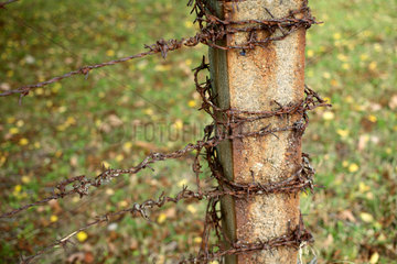 Buchenwald  Deutschland  Detail des verrosteten Stacheldrahtzauns an der Gedenkstaette