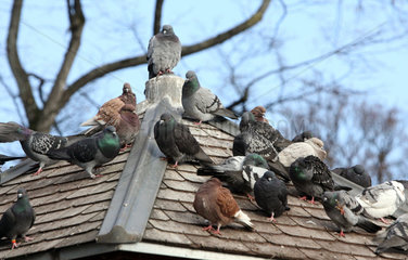 Zuerich  Schweiz  Tauben sitzen auf einem Dach