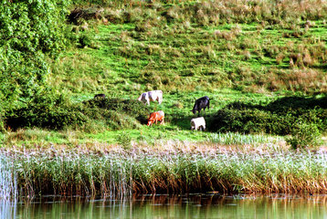 Kuehe auf der Weide am Ufer von Enniskillen
