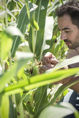 Farmer inspecting maize crop in field