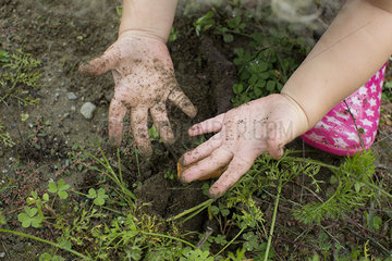 Child's hands dirtied from gardening