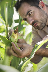 Farmer inspecting corn in field