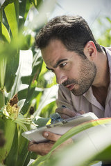 Inspector inspecting maize crop in field