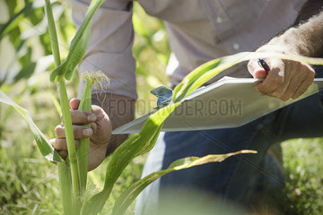 Man examining corn in field