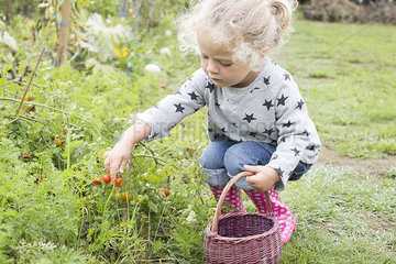 Little girl picking cherry tomatoes from vegetable garden
