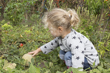 Girl picking cantaloupe