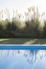 Pampas grass growing beside swimming pool