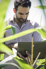 Agricultural researcher collecting data in cornfield