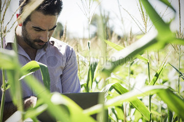 Researcher using laptop computer while collecting data in cornfield