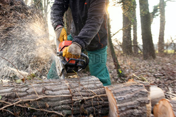 Hamm  Deutschland  Baumpfleger zersaegt einen Baum