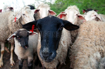 Schafe auf der Weide eines Biobauernhofes