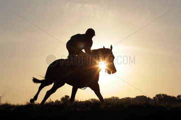 Iffezheim  Reiter und Pferd beim Ausritt am Morgen