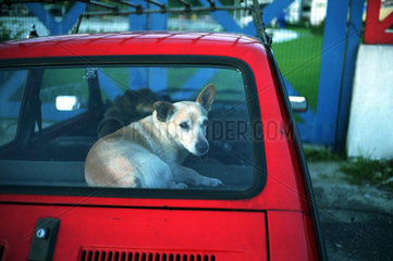 Poznan  ein Hund in einem geparkten Auto
