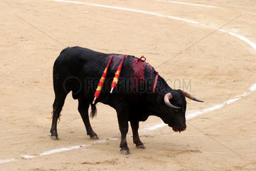 Stier beim Stierkampf in Spanien