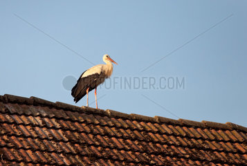 Ruehstaedt  Deutschland  ein Storch sitzt auf einem Dachfirst