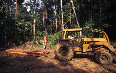 Gefaelltes Tropenholz im brasilianischen Urwald