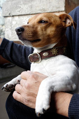 Berlin  Jack-Russell-Terrier