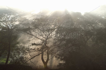 Santiago de Cuba  Nebel haengt in den Baeumen