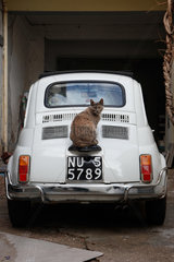Orosei  Italien  eine Katze sitzt auf der Motorhaube eines Fiat 500